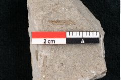 Foto (Detailansicht) von Zostera ungeri Ettingshausen (NHMW-GEO-2024-0188-6660)